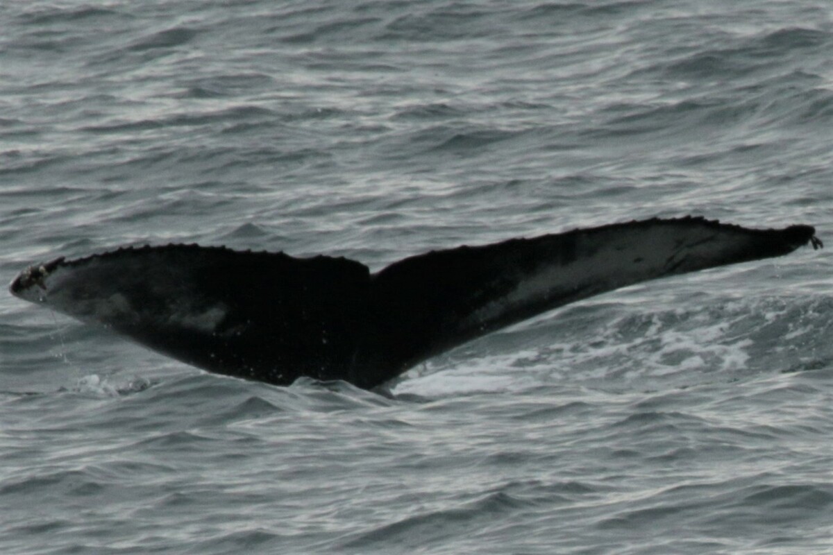 Fluke of Harold (Husavik)