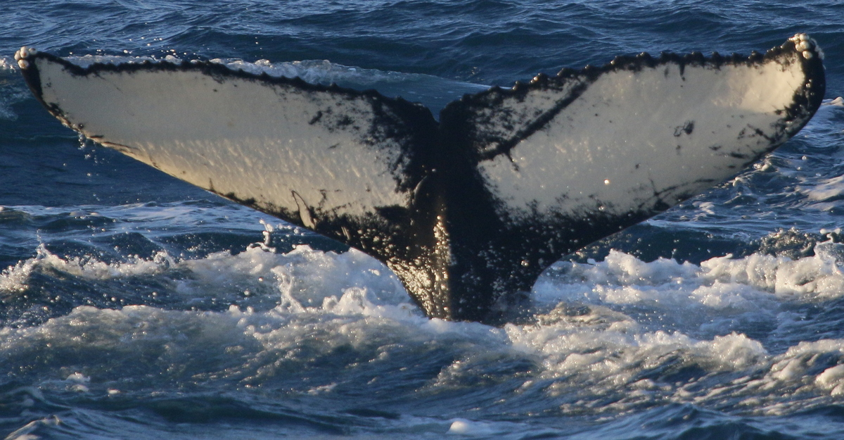 Fluke of Woody (Husavik)