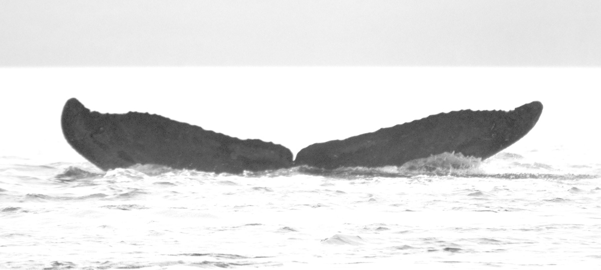 Fluke of PoePoe (FS)