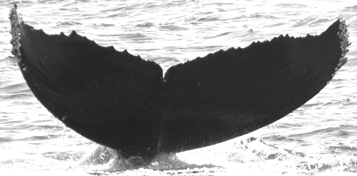 Fluke of CRC-9031