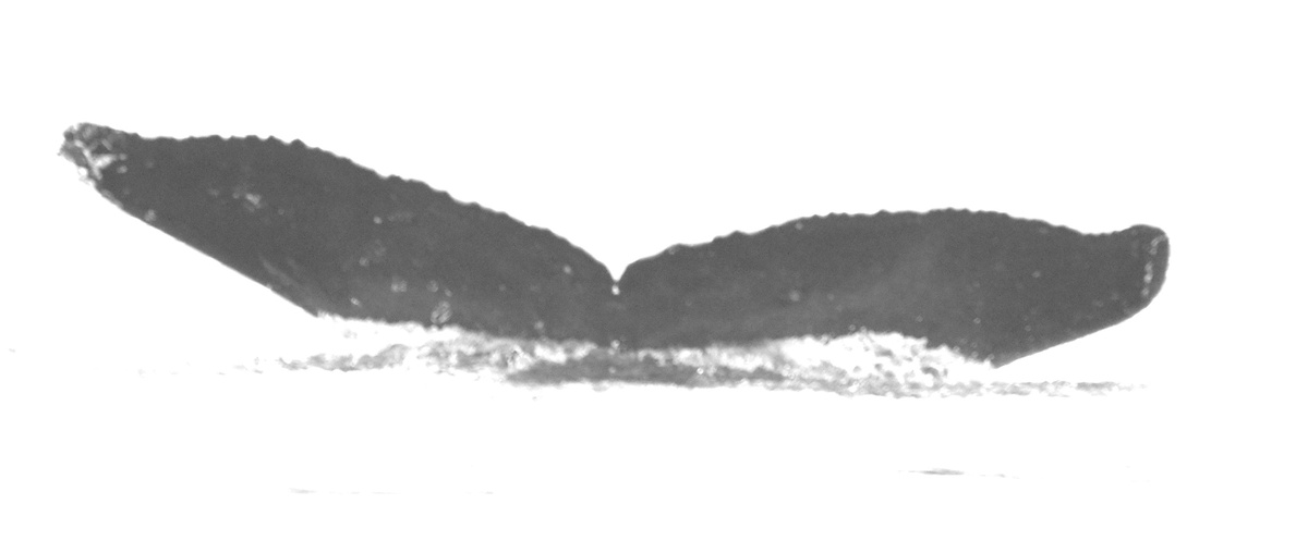 Fluke of Kihumana (FS)