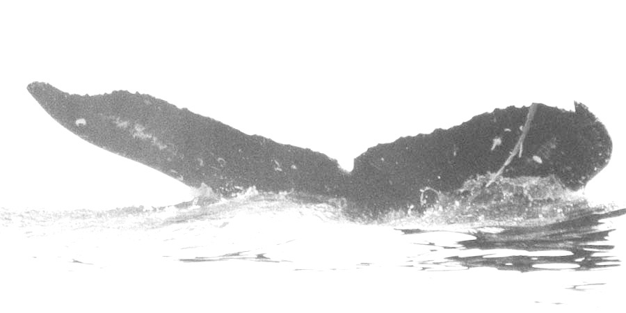 Fluke of Punihaawina