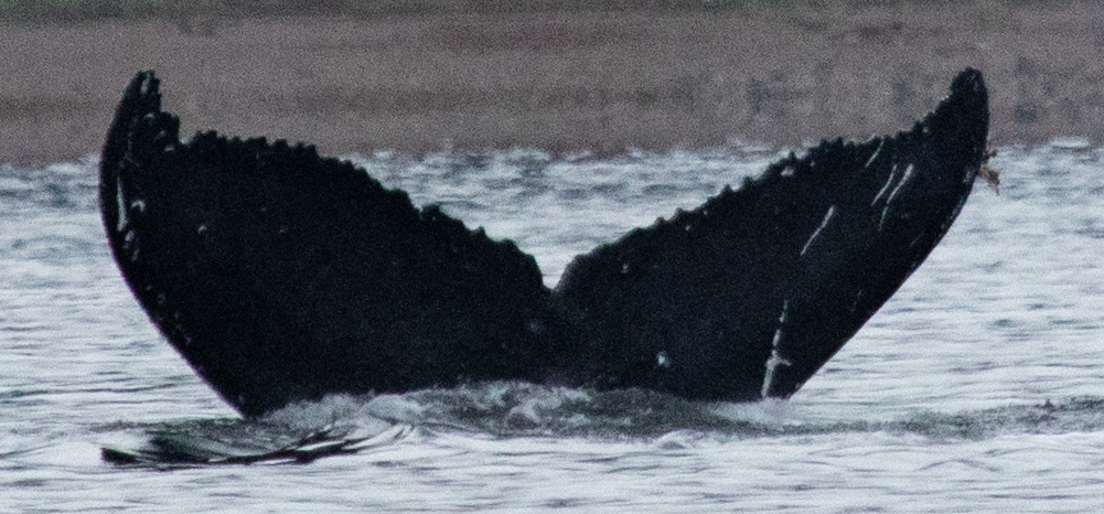 Fluke of Haukai