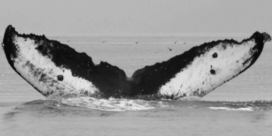 Fluke of Ahaainakoa