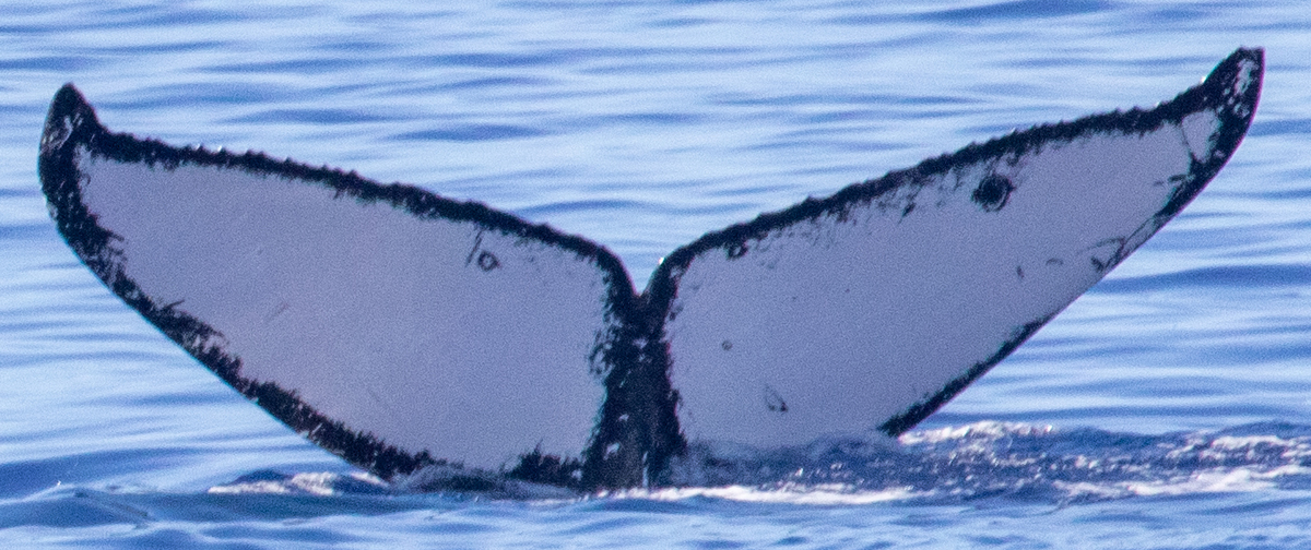 Fluke of HIHWNMS-2021-1-8_G02A01