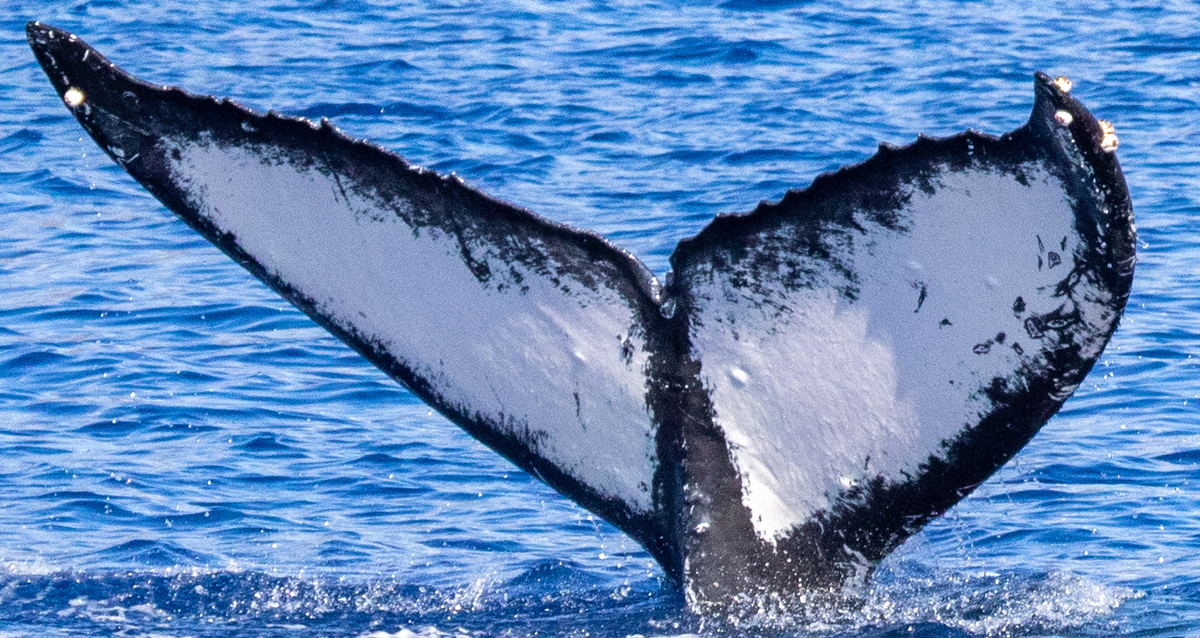 Fluke of HIHWNMS-2021-1-14_G05A04