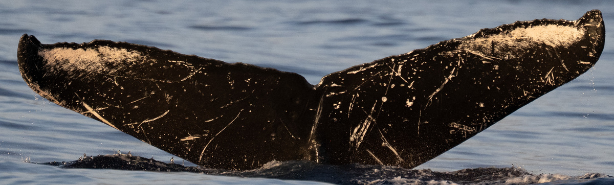 Fluke of HIHWNMS-2021-1-14_G05A02