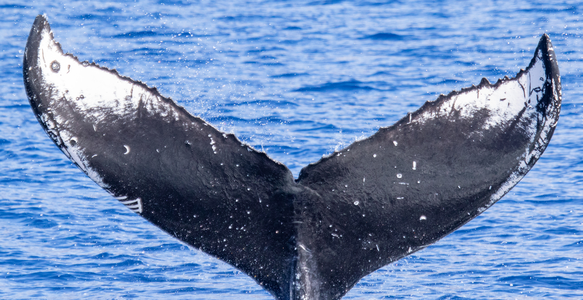 Fluke of HIHWNMS-2021-1-14_G05A01