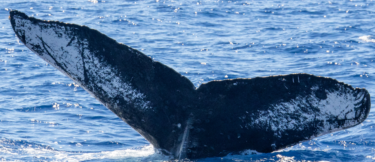Fluke of HIHWNMS-2021-2-12_G05A01