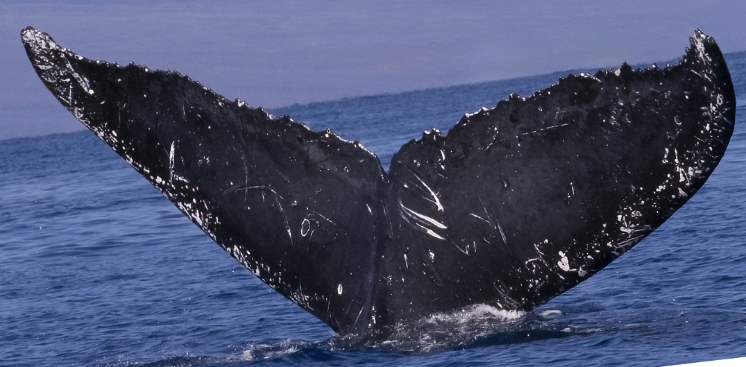 Fluke of HIHWNMS-2021-1-22_G04A03