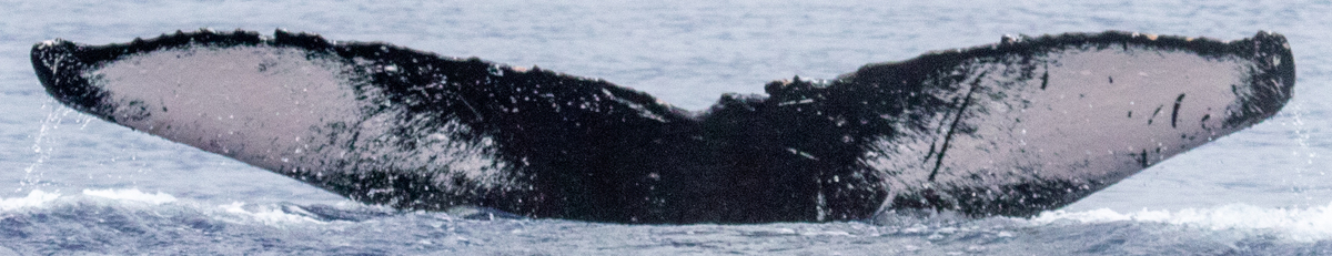 Fluke of HIHWNMS-2021-1-8_G05A02