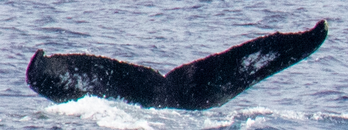 Fluke of HIHWNMS-2021-2-19_G12A05