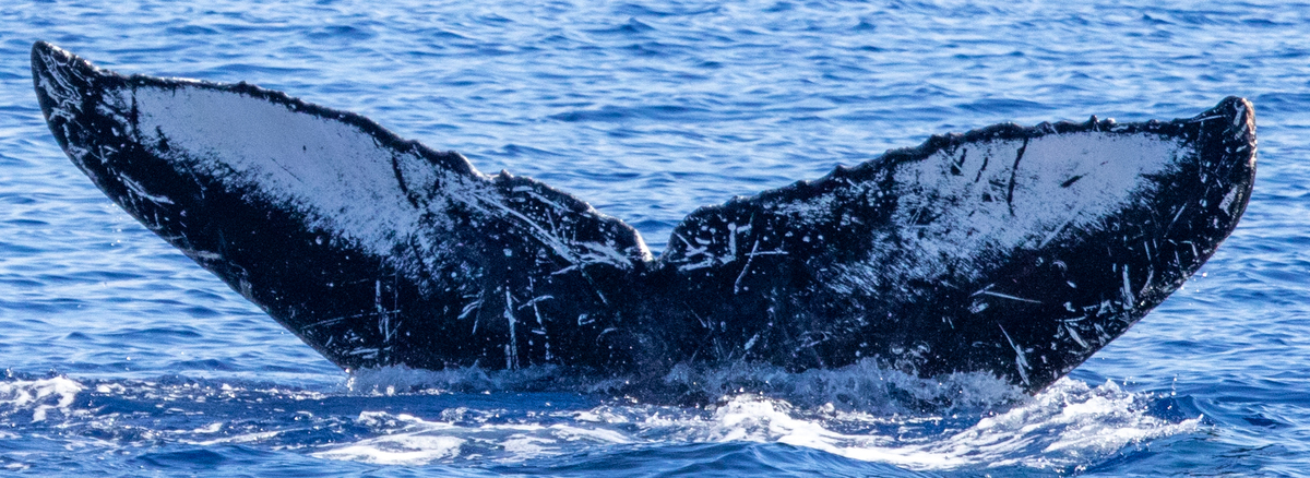 Fluke of HIHWNMS-2020-12-22_G05A01