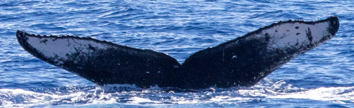 Fluke of HIHWNMS-2021-2-5_G04A01
