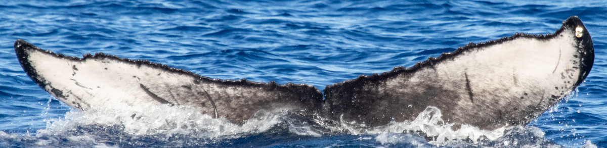 Fluke of HIHWNMS-2021-2-12_G01A01