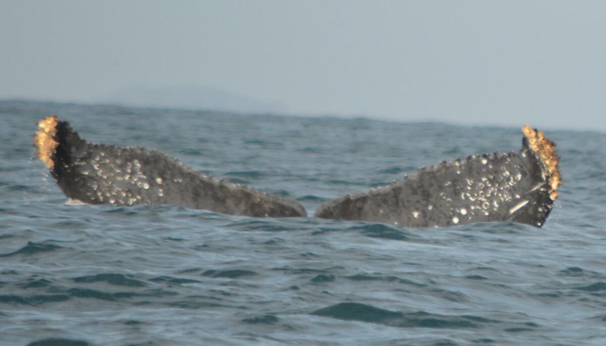 Fluke of CRC-11642