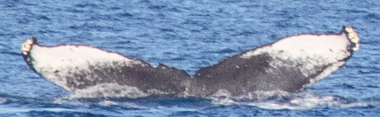 Fluke of HIHWNMS-2021-2-14_O09