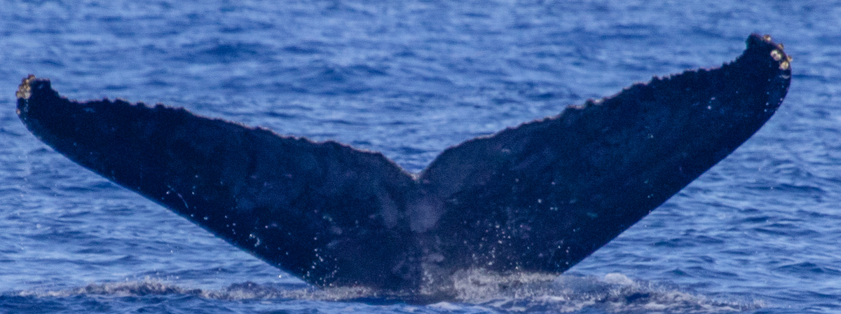 Fluke of HIHWNMS-2021-2-14_O06