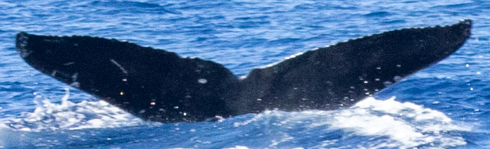 Fluke of HIHWNMS-2021-1-22_O06