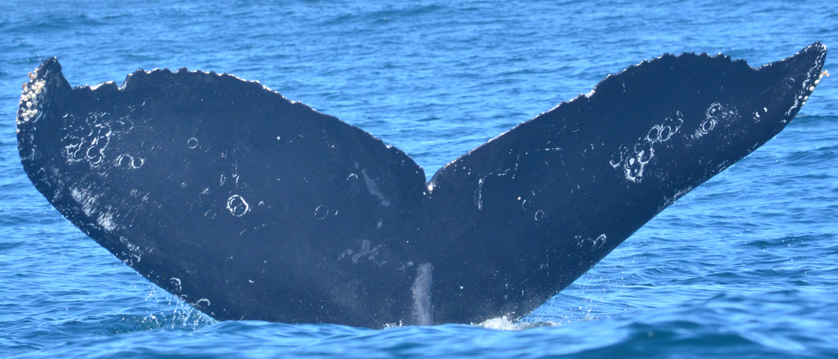 Fluke of CRC-10118