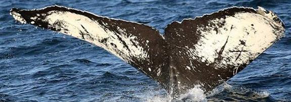 Fluke of Griffin (Salish Sea)