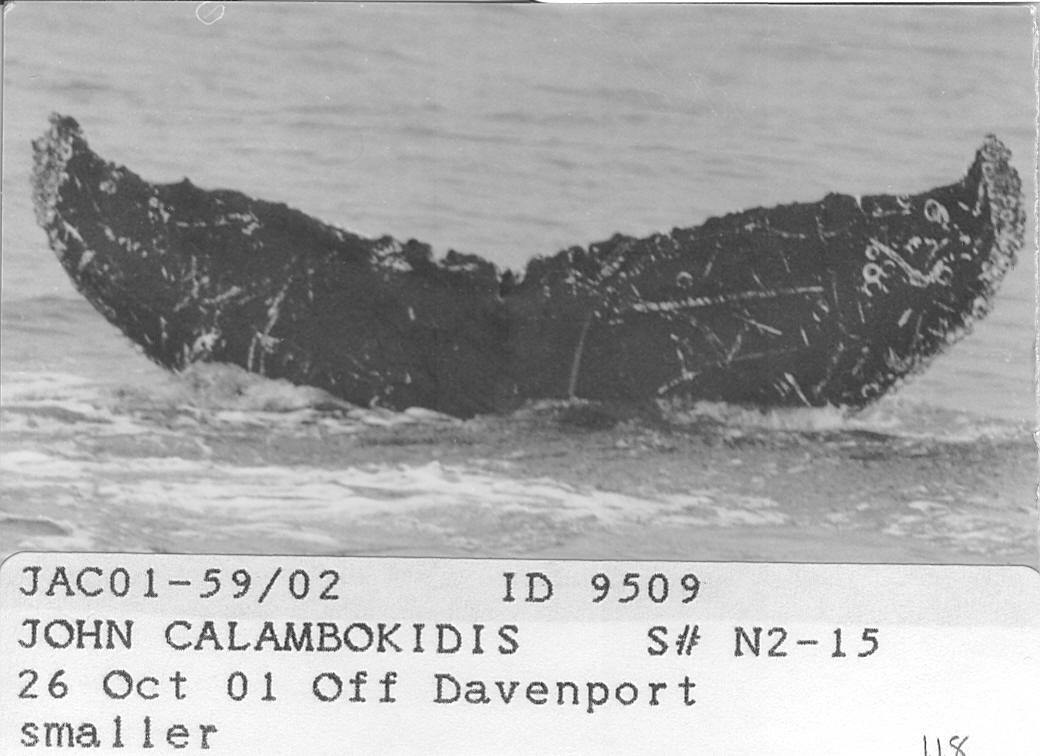 Fluke of CRC-9509