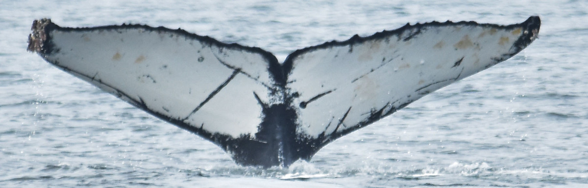 Fluke of Geometry (Salish Sea)