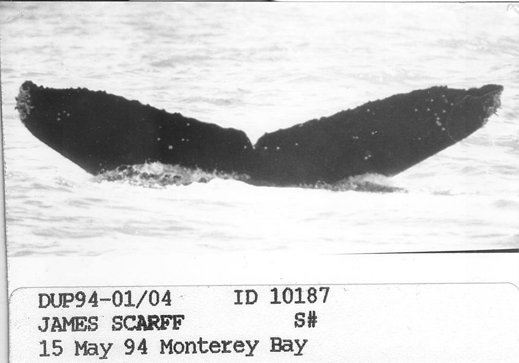 Fluke of CRC-10187