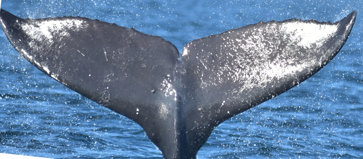 Fluke of Fantasia (Salish Sea)