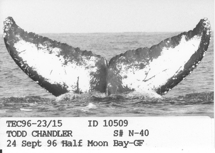 Fluke of CRC-10509