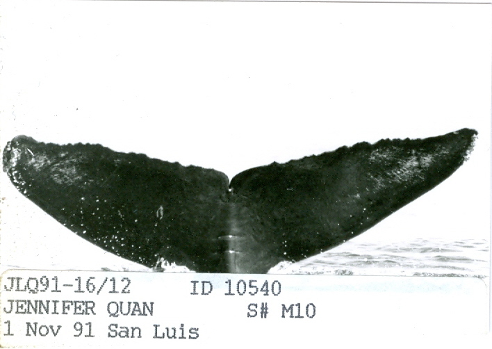 Fluke of CRC-10540