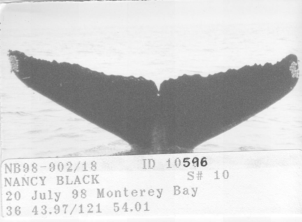 Fluke of CRC-10596