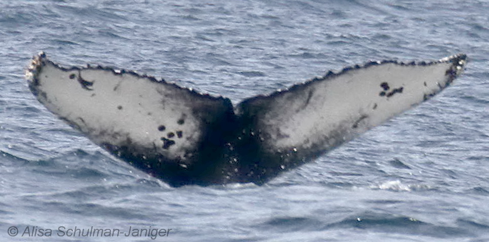 Fluke of Seal