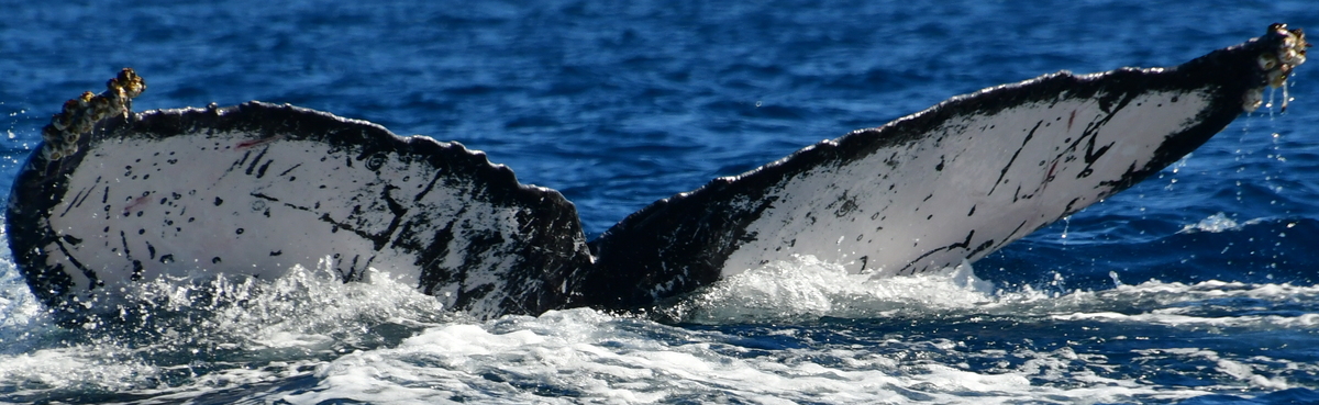 Fluke of CRC-10894