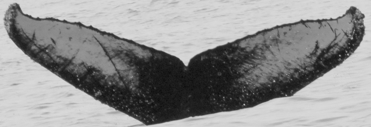 Fluke of CRC-13786