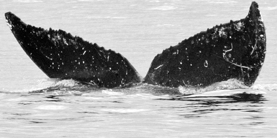 Fluke of Hoopulukipulu (FS)