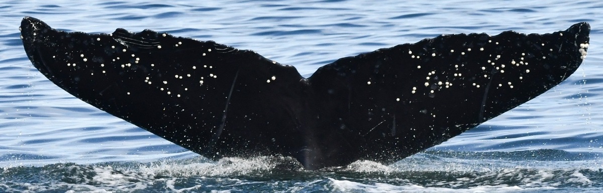 Fluke of Polinahe aka DixiMuge aka Pecas (Juneau)