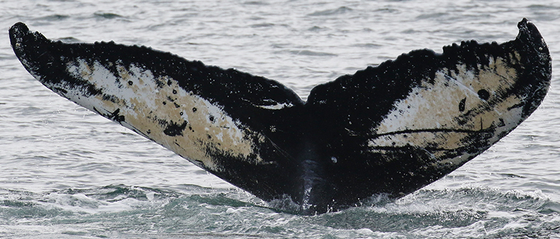 Fluke of Kilikina aka Lokolokoia