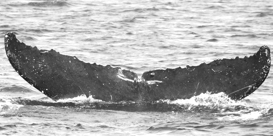 Fluke of Mimilo (FS)
