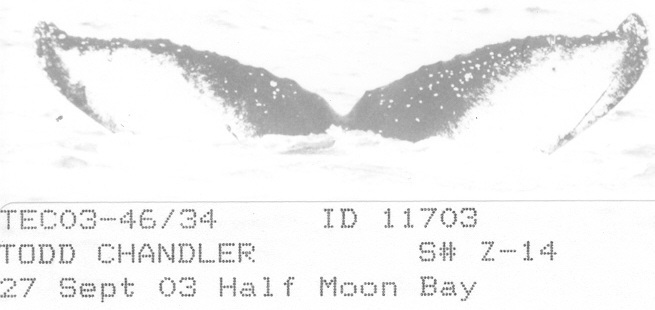 Fluke of CRC-11703