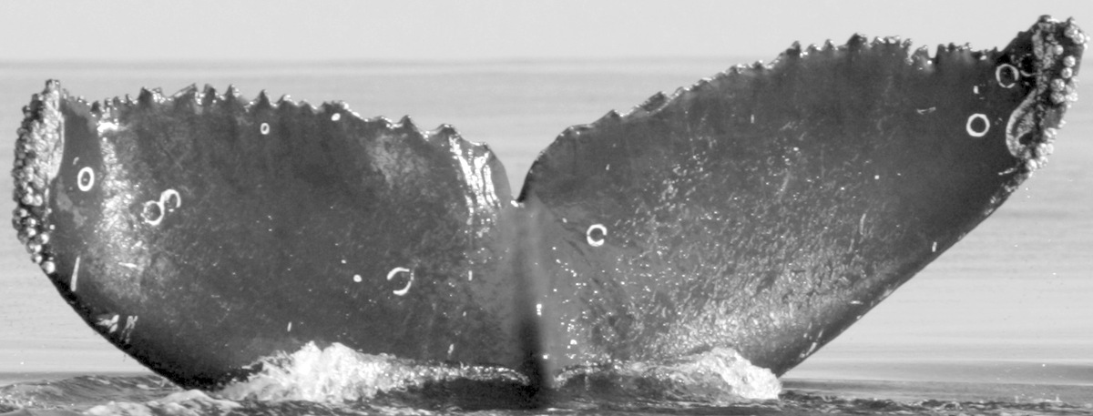 Fluke of CRC-11658