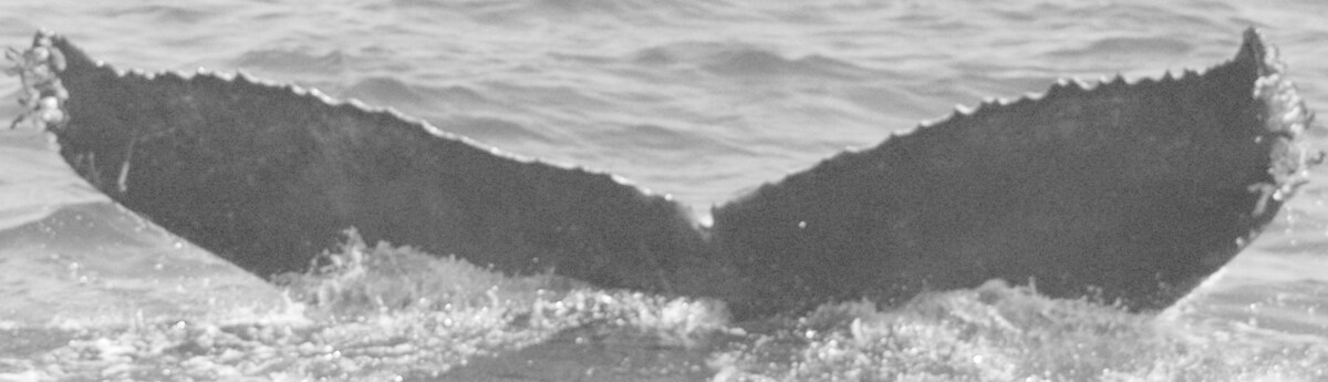 Fluke of CRC-12257