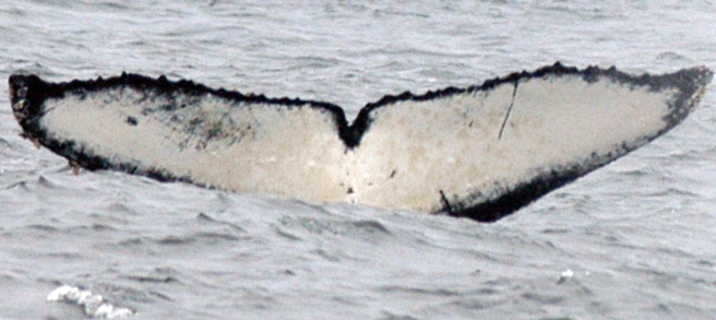 Fluke of CRC-14022