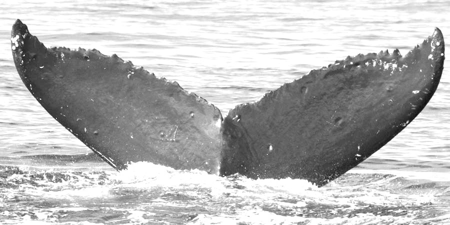 Fluke of Pupuhookani (FS)