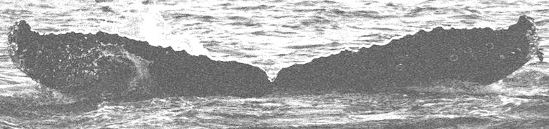 Fluke of CRC-13630