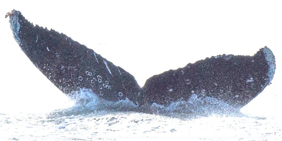 Fluke of Kuhukuku
