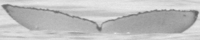 Fluke of CRC-13783