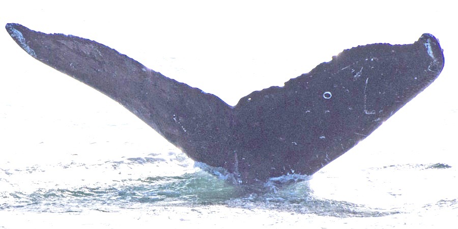 Fluke of TeMireTama (FS)