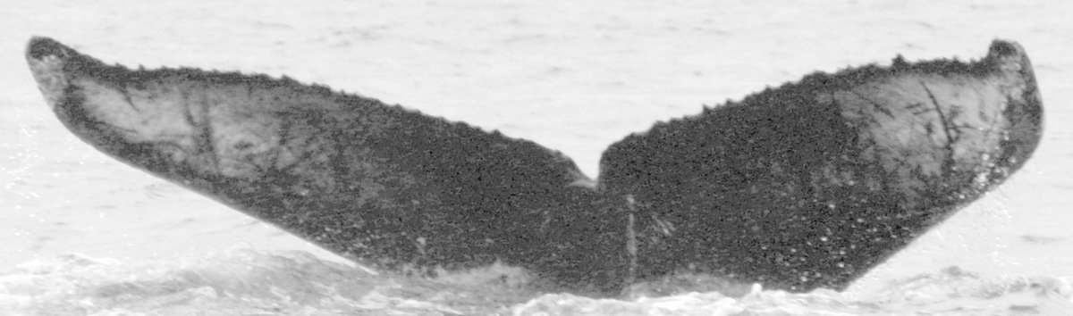 Fluke of CRC-13796