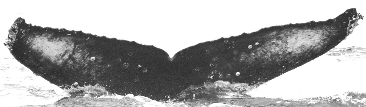 Fluke of CRC-12467